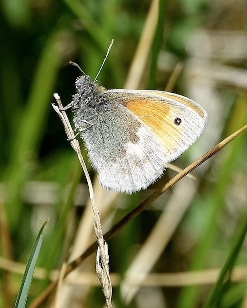 small heath